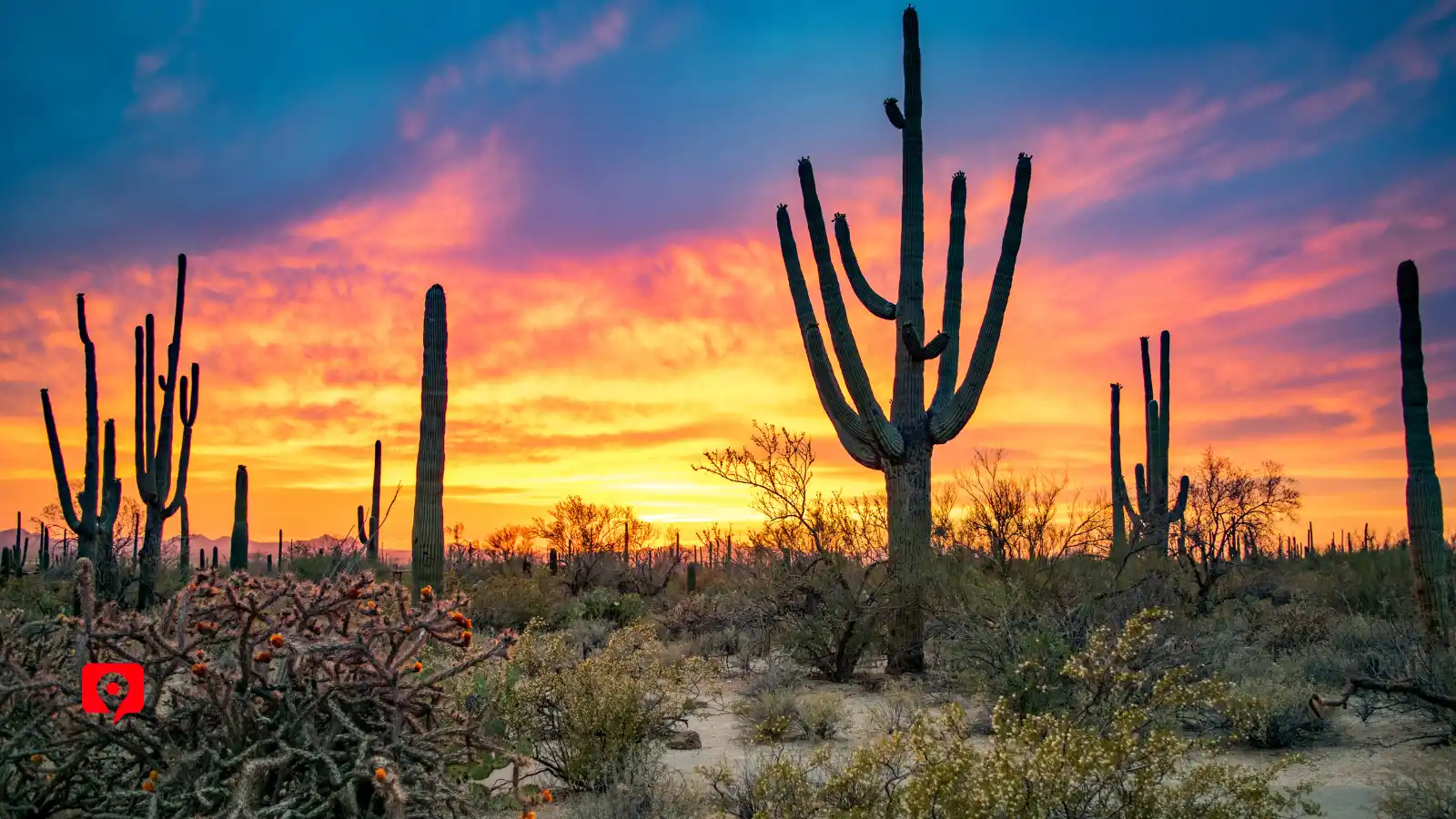 Saguaro National Park Arizona